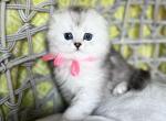 Maya litter 3 - Scottish Fold Cat For Sale - Kent&comma; WA&comma; US