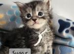 Sugar - Maine Coon Cat For Sale - Attica&comma; MI&comma; US