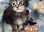 Muffin - Maine Coon Cat For Sale - Attica&comma; MI&comma; US