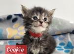 Cookie - Maine Coon Cat For Sale - Attica&comma; MI&comma; US