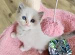 Margarita - Ragdoll Cat For Sale - Attica&comma; MI&comma; US
