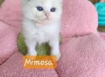 Mimosa - Ragdoll Cat For Sale - Attica&comma; MI&comma; US