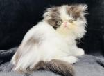 Maxwell - Persian Cat For Sale - Callahan&comma; FL&comma; US