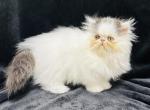 Fendi - Persian Cat For Sale - Callahan&comma; FL&comma; US