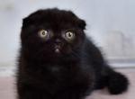 Monica - Scottish Fold Cat For Sale - Norwalk&comma; CT&comma; US