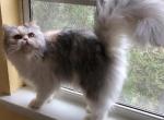 Ashton - Persian Cat For Sale/Retired Breeding - Callahan&comma; FL&comma; US