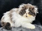 Camilla - Persian Cat For Sale - Callahan&comma; FL&comma; US