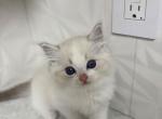 Niannian - Ragdoll Cat For Sale - Beaverton&comma; OR&comma; US