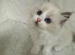 Keke - Ragdoll Cat For Sale - Beaverton&comma; OR&comma; US