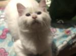 Flame point Male - Ragdoll Cat For Sale - Pittsfield&comma; MA&comma; US