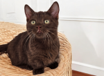 Rolo - Munchkin Cat For Sale - Neosho&comma; MO&comma; US