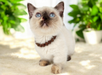 Jasmine - Munchkin Cat For Sale - Neosho&comma; MO&comma; US