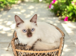 Trifle - Munchkin Cat For Sale - Neosho&comma; MO&comma; US
