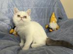 Shimmer - Exotic Cat For Sale - Henderson&comma; CO&comma; US