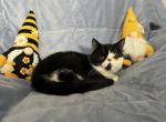 Stellar - Exotic Cat For Sale - Henderson&comma; CO&comma; US