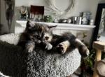 Dilute Tortoiseshell - Exotic Cat For Sale - Plymouth&comma; MN&comma; US