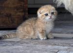 Elizabeth - Munchkin Cat For Sale - Pembroke Pines&comma; FL&comma; US