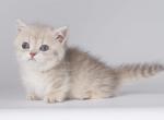 Jarvis - Munchkin Cat For Sale - Pembroke Pines&comma; FL&comma; US