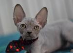Irene - Sphynx Cat For Sale - Pembroke Pines&comma; FL&comma; US