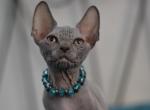 Ian - Sphynx Cat For Sale - Pembroke Pines&comma; FL&comma; US