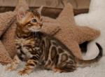 Chris - Bengal Cat For Sale - Norwalk&comma; CT&comma; US