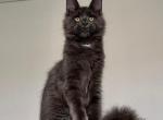 Kelvin - Maine Coon Cat For Sale - Hollywood&comma; FL&comma; US