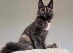 Kaitlin - Maine Coon Cat For Sale - Hollywood&comma; FL&comma; US