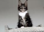 Edgar - Maine Coon Cat For Sale - Miami&comma; FL&comma; US