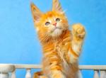 Simon Polydactyl normal paw - Maine Coon Cat For Sale - Miami&comma; FL&comma; US