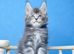 Sherlock Polydactyl normal paws - Maine Coon Cat For Sale - Miami&comma; FL&comma; US