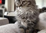 Male Brown Mackerel Tabby Doll Face Persian - Persian Cat For Sale - River Falls&comma; WI&comma; US
