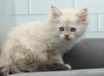 Bristol of Romanov Dynasty - Siberian Cat For Sale - Ashburn&comma; VA&comma; US