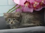 Cambria of Romanov Dynasty - Siberian Cat For Sale - Ashburn&comma; VA&comma; US