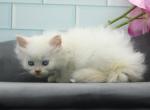 Calix of Romanov Dynasty - Siberian Cat For Sale - Ashburn&comma; VA&comma; US