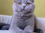 Zorro - Scottish Straight Cat For Sale - Brooklyn&comma; NY&comma; US