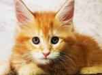 Roksolana - Maine Coon Cat For Sale - Brooklyn&comma; NY&comma; US