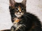 Rita - Maine Coon Cat For Sale - Brooklyn&comma; NY&comma; US