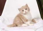 Fluff - British Shorthair Cat For Sale - Brooklyn&comma; NY&comma; US