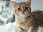 Skay - British Shorthair Cat For Sale - Brooklyn&comma; NY&comma; US