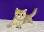 Ornella - Scottish Straight Cat For Sale - Brooklyn&comma; NY&comma; US
