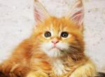 Reina - Maine Coon Cat For Sale - Brooklyn&comma; NY&comma; US