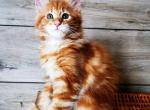 Susan - Maine Coon Cat For Sale - Brooklyn&comma; NY&comma; US
