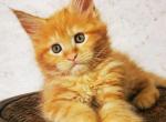 Raya - Maine Coon Cat For Sale - Brooklyn&comma; NY&comma; US