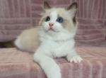 Ginni - Ragdoll Cat For Sale - Brooklyn&comma; NY&comma; US