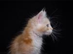 Gregory - Maine Coon Cat For Sale - Brooklyn&comma; NY&comma; US