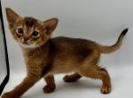 Fantasy - Abyssinian Cat For Sale - Brooklyn&comma; NY&comma; US