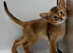 Felix - Abyssinian Cat For Sale - Brooklyn&comma; NY&comma; US