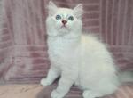 Falko - Ragdoll Cat For Sale - Brooklyn&comma; NY&comma; US