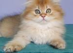 Chris - British Shorthair Cat For Sale - Brooklyn&comma; NY&comma; US