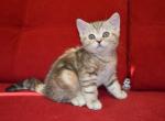 Feya - Scottish Straight Cat For Sale - Brooklyn&comma; NY&comma; US